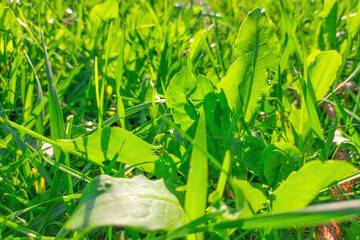 Natural grass background photo close up with deep details to wallpaper, screensaver or background