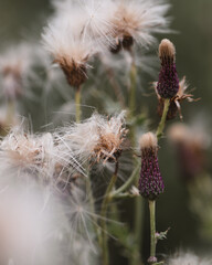 thistle flower in the wind