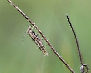 grass moth on grass