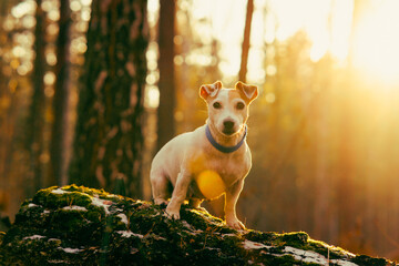 Dog Jack Russell Terrier in the autumn forest on a log in the sun - obrazy, fototapety, plakaty