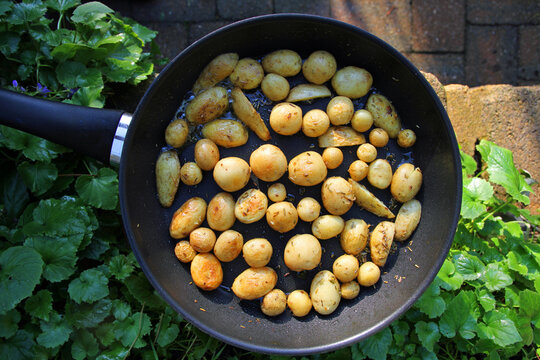 small rosemary organic potatoes