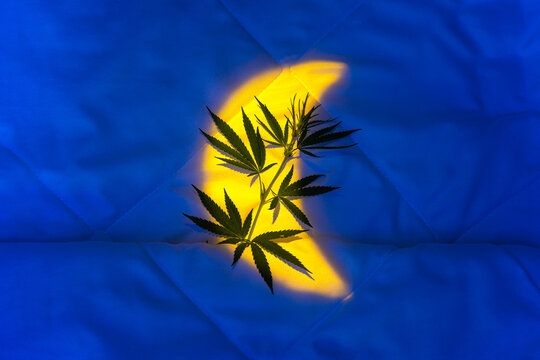 Night blue background with moon reflection, cannabis branch