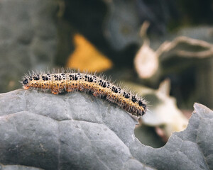 caterpillar on a leaf