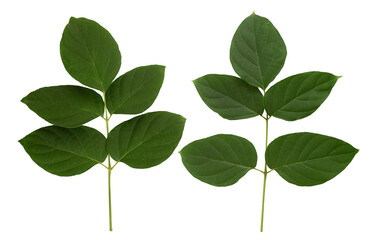 Oroxylum indicum or Broken bones tree branch green leaves on transparent background.