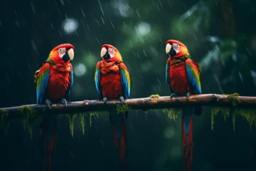 Fotobehang Three Scarlet Macaws Perched on a Tree Branch © Jack