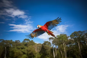 Papier Peint photo autocollant Brésil A Scarlet Macaw Flies in Front of a Clear Blue Sky