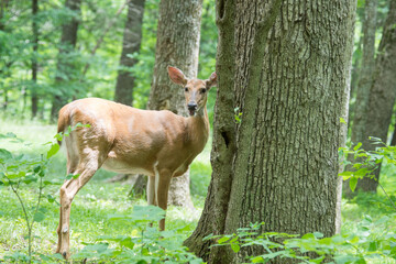 deer in the light woods