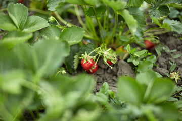 Strawberry bush with red and green berries.