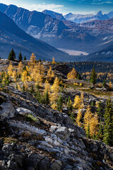 Canadian Rockies mountain Larch trees in fall colours overlooking valleys in Kananaskis Provincial Park along the Chester Lake hike.