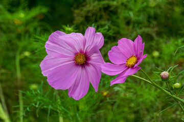 Fototapeta premium Pink Cosmos Flowers Blooming In September In Wisconsin