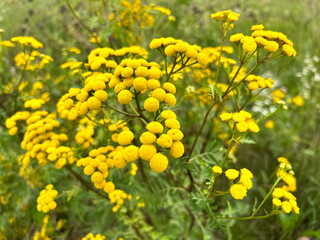 Tansy, known as common tansy, bitter buttons, com bitter, golden buttons, yellow wild flowers