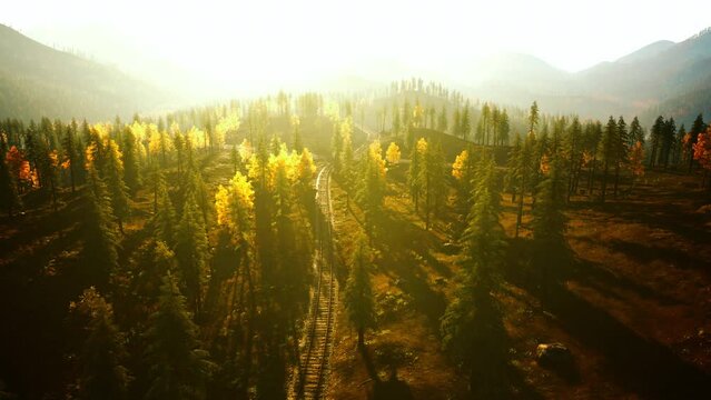 Old train tracks vanishing into the shadows of a grove of evergreens at sunset