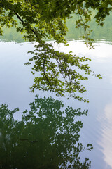 tree branch with leaves hanging over a lake with reflection in water