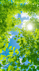 green leaves in the sun,Blue Sky with White Clouds and Green Leaves