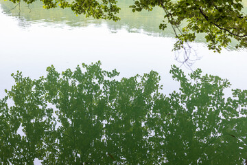 tree leaves hanging over a lake with reflection in water