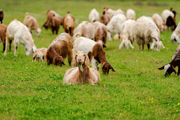 Fototapeta premium Goat grazing with its herd