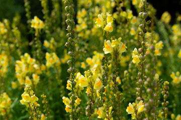 Obraz premium Linaria vulgaris, the common toadflax, yellow toadflax or butter-and-eggs, is a species of flowering plant in the family Plantaginaceae, native to Europe, Siberia and Central Asia.
