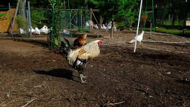 Hand held shot of rooster flapping his wings and crowing while kept in outdoor enclosure with hens and ducks and other poultry cage free raised in back yard organic farm.