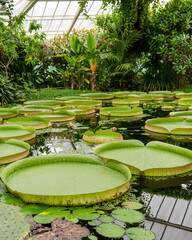 The leaves of the giant water lilies with the Latin names Victoria amazonica, Belgium