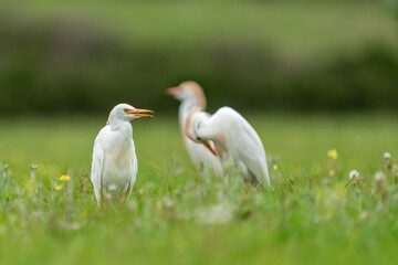 Obraz premium A group of Cattle Egret resting in a pasture