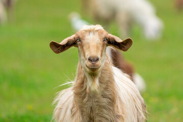 A goat grazing with its herd. Goat looking at the camera
