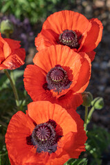 Three Big Red Oriental Poppies in a Row with Crinkly Flower Petals