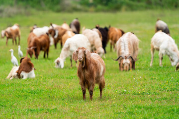 Goat grazing with its herd