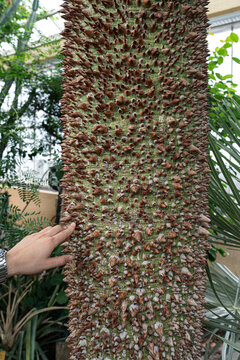 Chorisia speciosa.Thick thorny tree trunk of Ceiba speciosa in National Botanic Garden of Belgium in Meise (Pachthof in de Nationale Plantentuin van België in Meise), Belgium