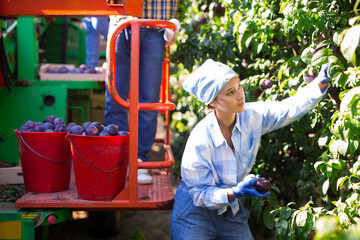 European woman harvesting plums in plantation beside crop collecting machine.