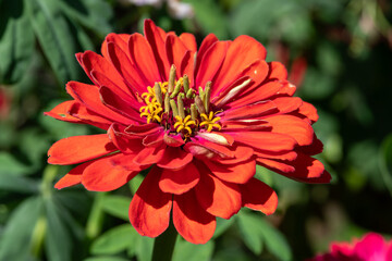 Close up of a red common zinnia (zinnia elegans) flower