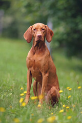 Obedient young Hungarian Vizsla dog posing outdoors sitting on a green grass with yellow flowers in summer