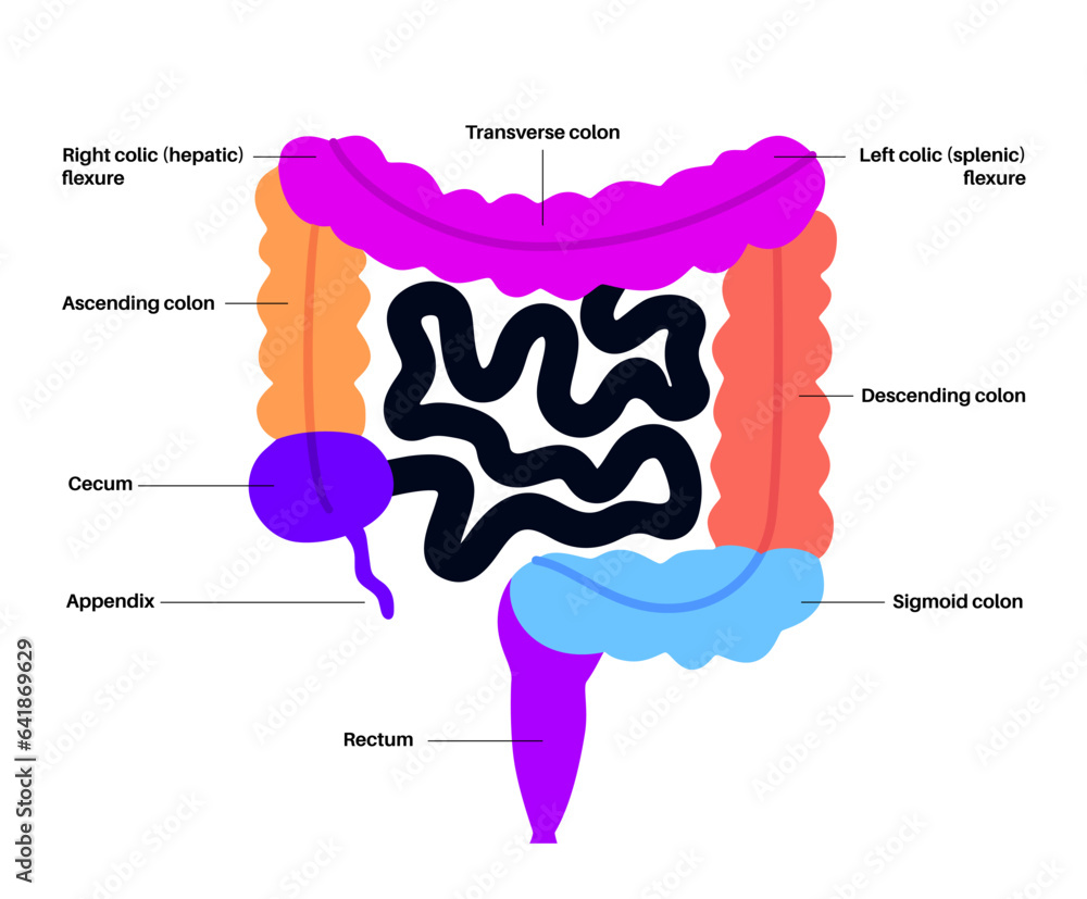 Canvas Prints Large intestine anatomy