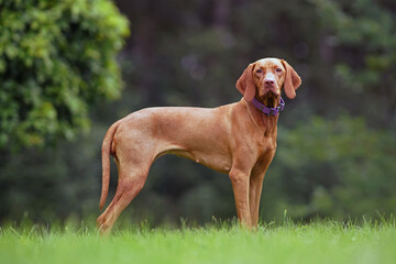 Young Hungarian Vizsla dog with a purple collar posing outdoors standing on a green grass in summer