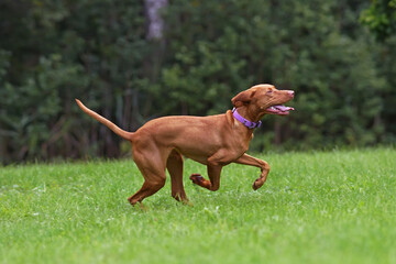 Active young Hungarian Vizsla dog with a purple collar posing outdoors running fast on a green grass in summer
