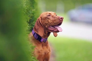 The portrait of a cute young Hungarian Vizsla dog with a purple collar posing outdoors behind green...