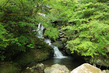 Fototapeta premium 愛媛県松野町 天ヶ滝