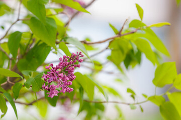 Blooming lilac. Flowers close-up. Background with selective focus and copy space