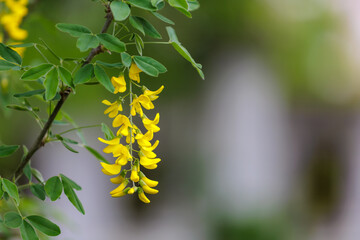 Flowers on the tree Bobovnik or golden rain. Greening the urban environment. Background with selective focus