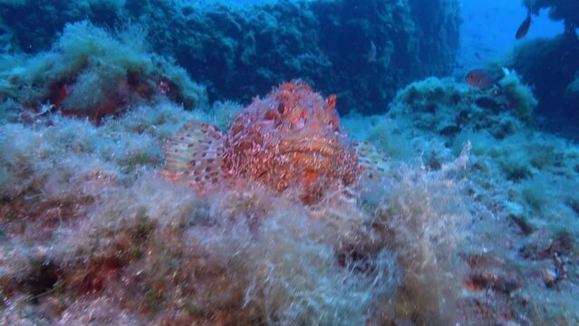 Red scorpionfish escapes fromt the camera - Underwater wildlife