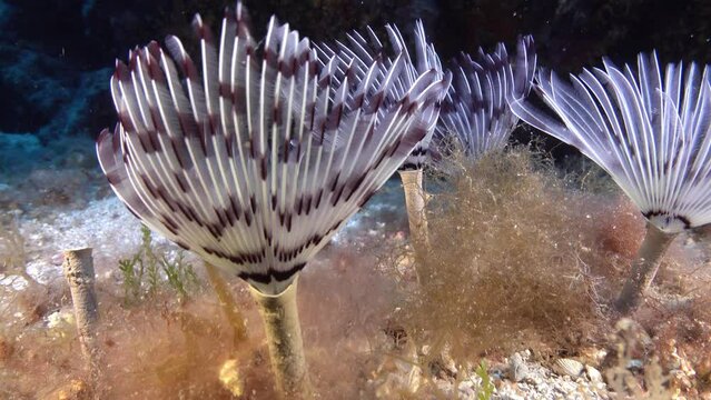 Nature underwater - Tube worms closes near the camera