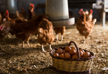 Closeup of wicker basket full of freshly collected eggs standing on floor in henhouse on background...