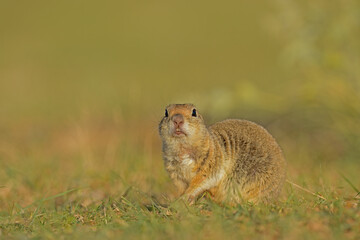 Ground Squirrel with teeth showing.
