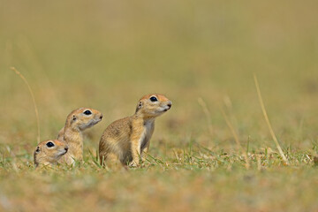 Naklejka na ściany i meble Curious Ground Squirrel chicks watching the green grass.