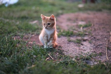 red fox in the grass