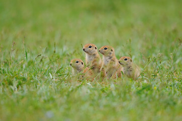 Naklejka na ściany i meble Curious Ground Squirrel chicks watching the green grass.