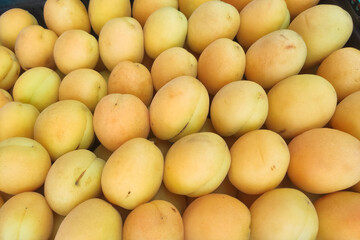 Large orange apricots are laid out in a box on the counter