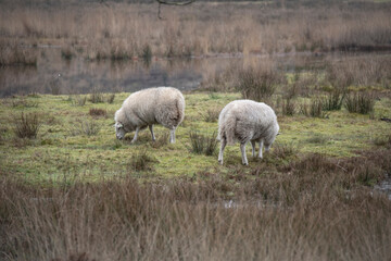 Fototapeta premium Two thick-skinned sheep in a wintry field. Farm concept.