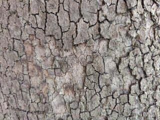 textured tree trunk close up, copy space, background, selective focus