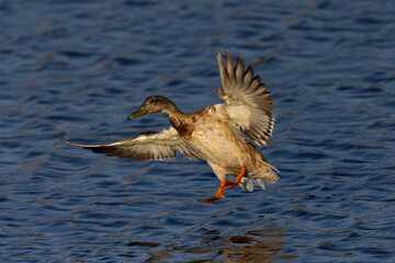 Very close view of a female wild duck landing in beautiful light,  seen in a North California marsh