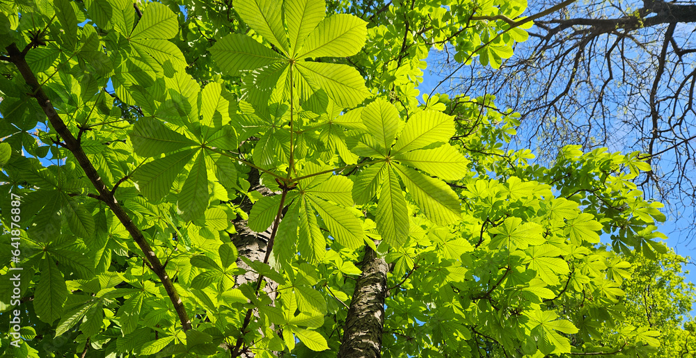 Canvas Prints branches of chestnut tree with fresh bright green foliage and other trees